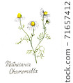 chamomile tea flower pencil drawn, botanical illustration. 71657412