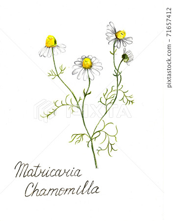chamomile tea flower pencil drawn, botanical illustration. chamomile tea flower pencil drawn, botanical illustration. 71657412