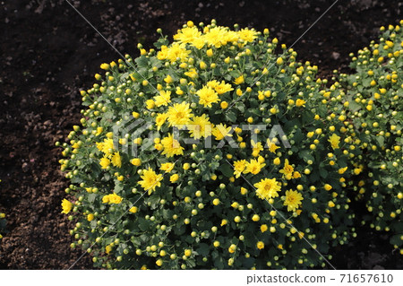 Yellow flowers of potmum blooming in the autumn flowerbed Yellow flowers of potmum blooming in the autumn flowerbed 71657610