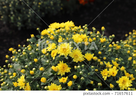 Yellow flowers of potmum blooming in the autumn flowerbed Yellow flowers of potmum blooming in the autumn flowerbed 71657611