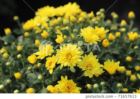 Yellow flowers of potmum blooming in the autumn flowerbed Yellow flowers of potmum blooming in the autumn flowerbed 71657613