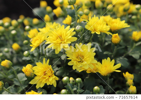 Yellow flowers of potmum blooming in the autumn flowerbed Yellow flowers of potmum blooming in the autumn flowerbed 71657614
