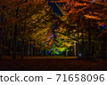Ginkgo trees at night (Yamagata Prefectural Sports Park) 71658096