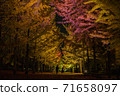 Ginkgo trees at night (Yamagata Prefectural Sports Park) 71658097