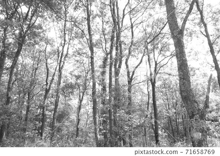 樹木景觀單色 71658769