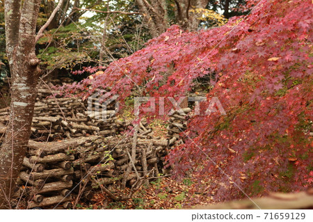 Log of shiitake mushrooms over autumn leaves 71659129