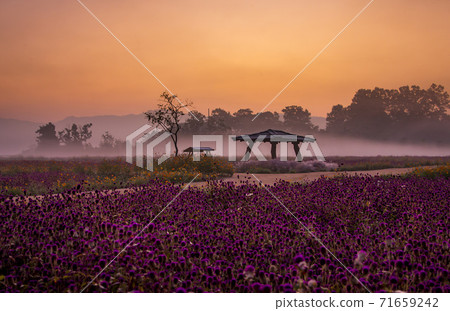 Morning in the park 71659242