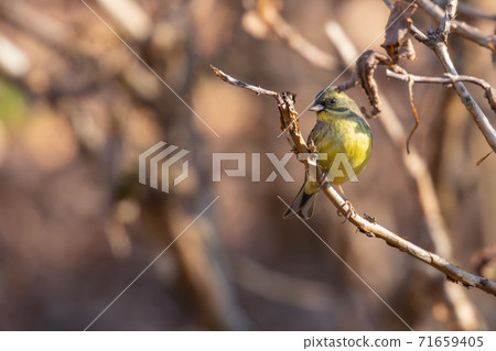 Winter visitor Aoji 71659405