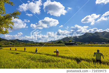 Rural field 71659473