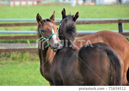 Thoroughbred Thoroughbred 71659512