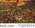 Traces of autumn 71659559