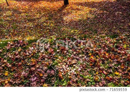 Traces of autumn 71659559