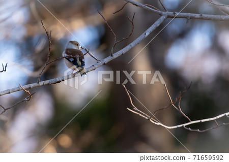 冬季訪客志 71659592