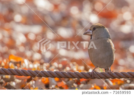 冬季訪客志 71659593