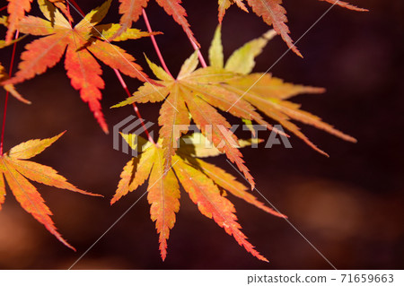 Beautiful maple leaves that color in autumn 71659663