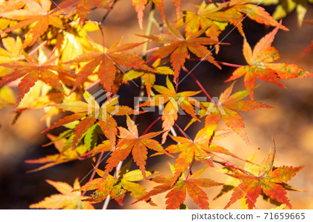 Beautiful maple leaves that color in autumn Beautiful maple leaves that color in autumn 71659665