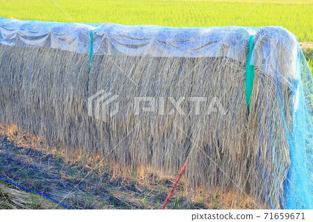 稻草 71659671