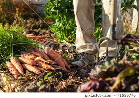 Carrot harvest at a bed in the garden 71659776