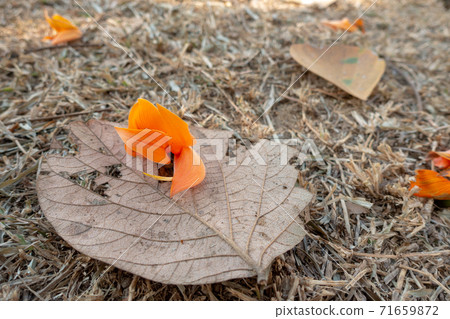Butea Monosperma or Palash flower of Southeast Asia is on dry leaf. Bastard Teak, Bengal Kino 71659872