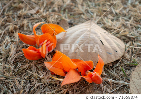 Butea Monosperma or Palash flower of Southeast Asia is on dry leaf. Bastard Teak, Bengal Kino 71659874