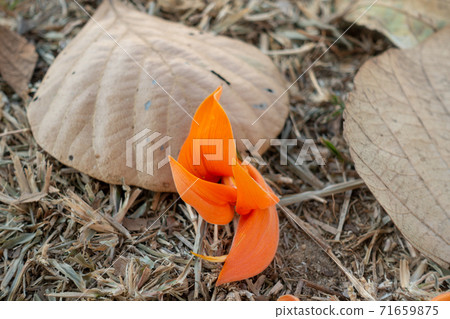 Butea Monosperma or Palash flower of Southeast Asia is on dry leaf. Bastard Teak, Bengal Kino 71659875