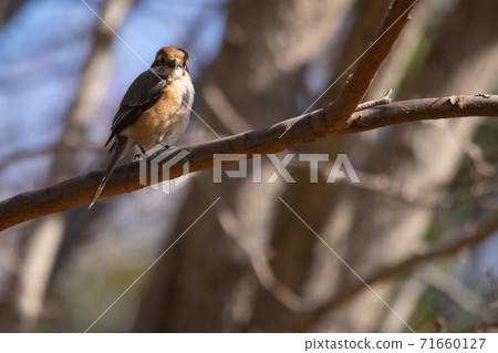 Small birds of prey Mos Small birds of prey Mos 71660127