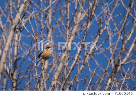 Small birds of prey Mos 71660146