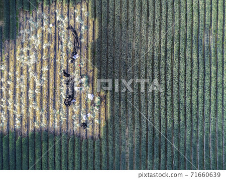 Green onion farm Green onion farm 71660639