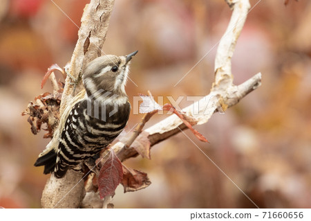 Small bamboo grove kogera Small bamboo grove kogera 71660656