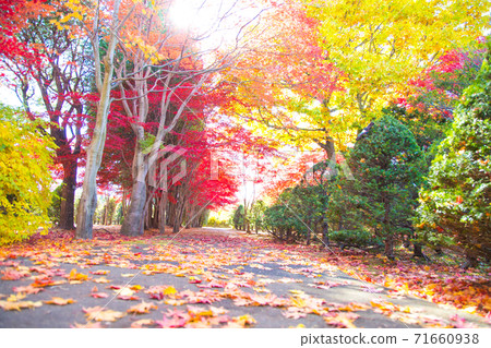 Autumn leaves of Hokkaido 71660938