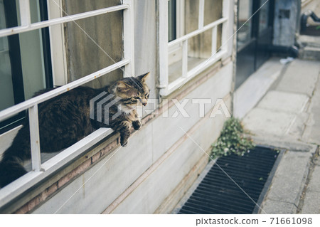 Homeless cute cat lies on the street and rests. Turkey, Istanbul. The problem of homeless animals in cities. 71661098