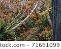 A road with many autumn leaves in the forest 71661099