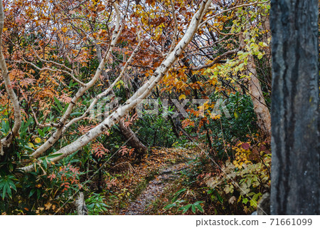 A road with many autumn leaves in the forest 71661099