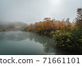 Landscape of autumn leaves in a foggy swamp 71661101