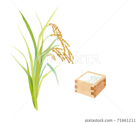 Watercolor illustration of fruited rice ears and Ichimasu Watercolor illustration of fruited rice ears and Ichimasu 71661211