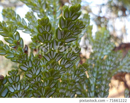 Dolabrata Dolabrata 71661222