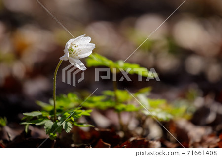 Early autumn white flower Anemone radde 71661408