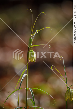 Flower fritillaria with a pattern like a braided hat 71661409