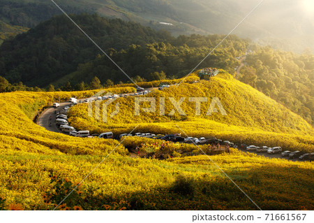 Mexican sunflower field with curve road and tourist's cars at Khun Yuam, Mae Hong Son, Thailand. Mexican sunflower field with curve road and tourist's cars at Khun Yuam, Mae Hong Son, Thailand. 71661567