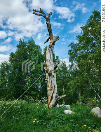 Lonnrot Pine Tree,  Kalevala, 71661608