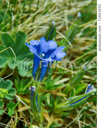 Gentiana Gentiana 71661650