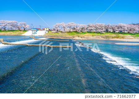 市東北千本櫻的東北櫻花勝地[宮城縣] 71662077