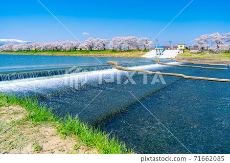 A famous place for cherry blossoms in Tohoku, Ichimoku Senbon Sakura [Miyagi Prefecture] 71662085