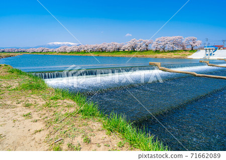 A famous place for cherry blossoms in Tohoku, Ichimoku Senbon Sakura [Miyagi Prefecture] 71662089