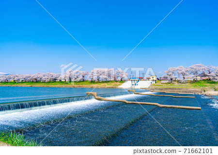 A famous place for cherry blossoms in Tohoku, Ichimoku Senbon Sakura [Miyagi Prefecture] 71662101