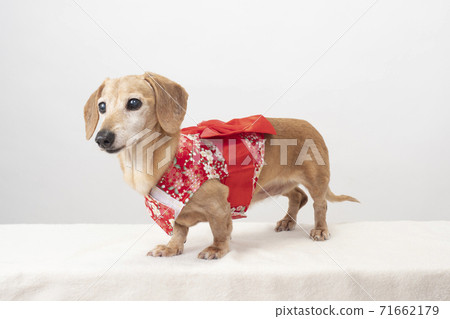 Miniature dachshund in red costume Miniature dachshund in red costume 71662179