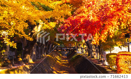 Autumn leaves corridor Autumn leaves corridor 71662413