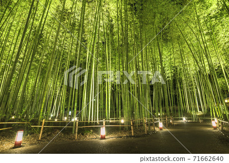 Arashiyama Hanatoro Takebayashi點亮 Arashiyama Hanatoro Takebayashi點亮 71662640
