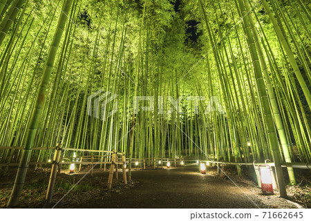Arashiyama Hanatoro Takebayashi light up Arashiyama Hanatoro Takebayashi light up 71662645