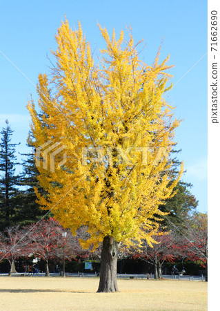 站在廣場上只有一個秋天的銀杏 71662690